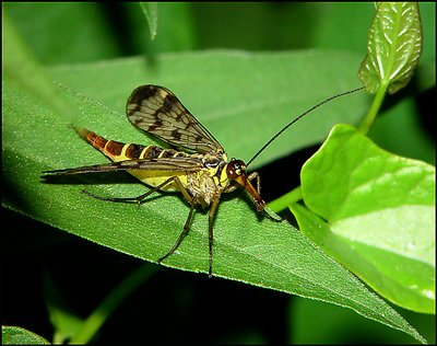 Panorpa communis