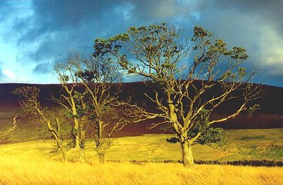 Trees, Threipmuir