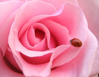 the rose and the lady bug