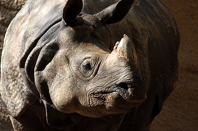 Rhino, LA Zoo