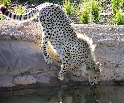 Cheetah admiring himself