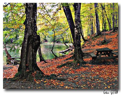 Seven Lakes - Tree, Leaf, Lake...