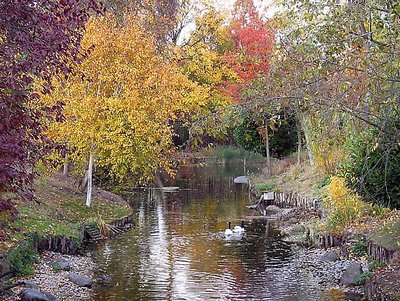 Stream in a meadow