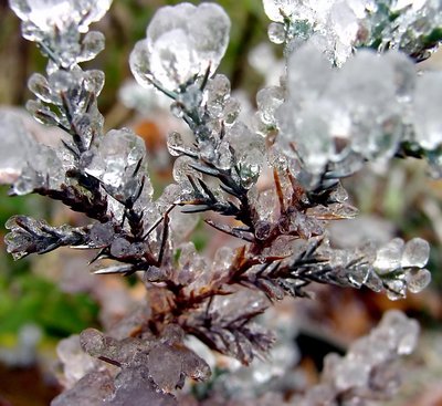 Pine Needle Ice