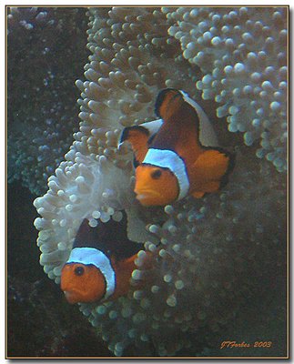 Nemo and Friend-II