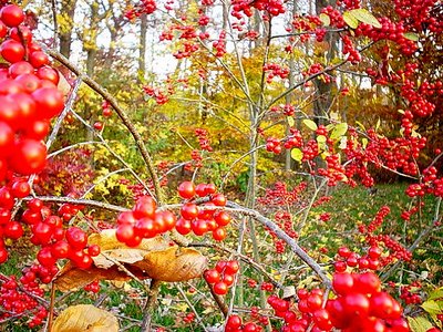 Berry autumn