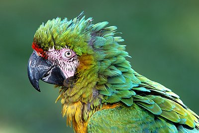 Parrot, LA Zoo