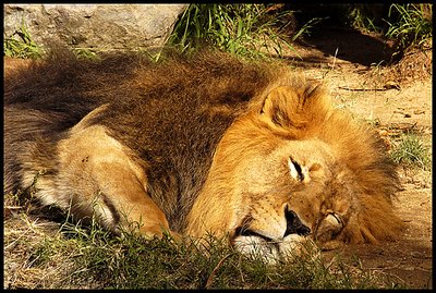 Lion, LA Zoo