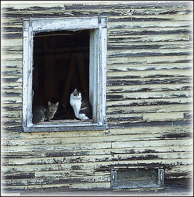 Cats in Barn Window