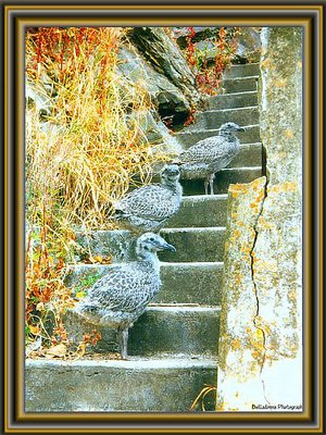 Baby Gulls Alcatraz Island      San Francisco