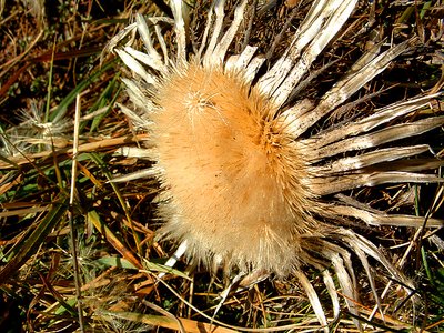 thistle in autumn light