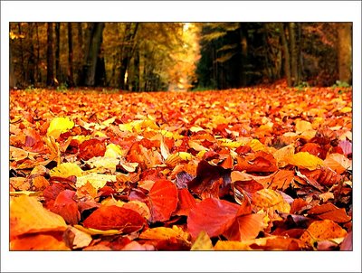 Autumnally ... blanket  ...