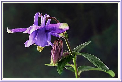 Aquilegia