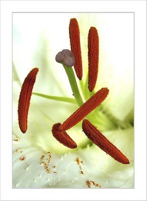 Macro (Coffee)Flower