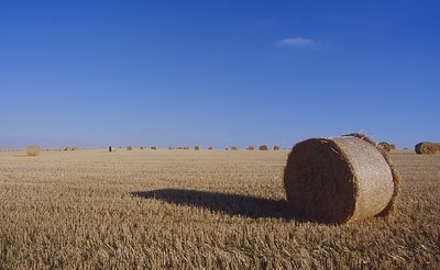 More Hay