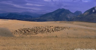 Leading The Flock