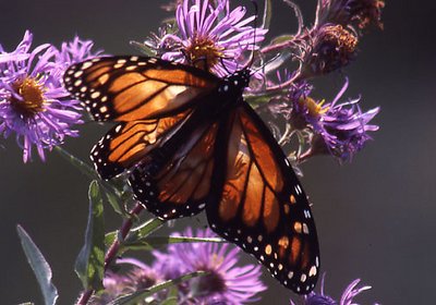 Monarch On Aster #2