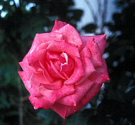 Pink Rose