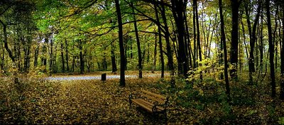 Forgoten bench