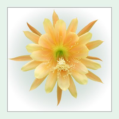 Cactus Flower