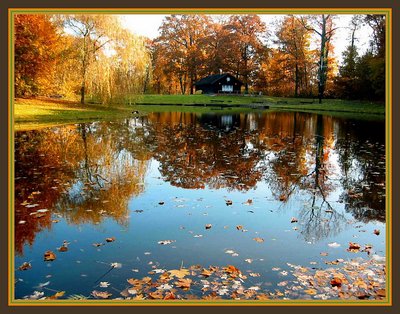 Leaf on water