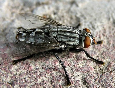 "small" blow fly