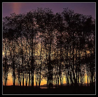 Evening Silhoutte