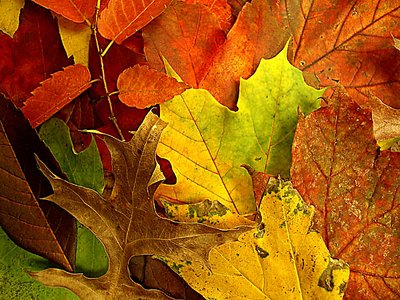 The Changing Colors of Fall