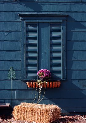 Flowers against deep blue green