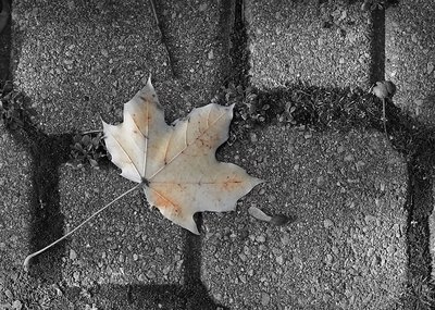 The Last Leaf