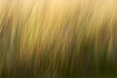 wind blown reeds