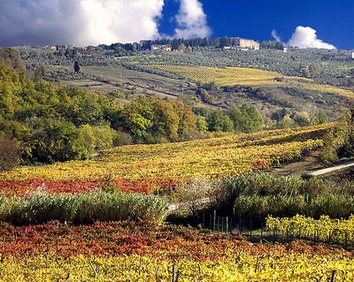 A "sea" of wine