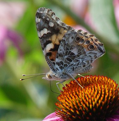 Garden Visitor