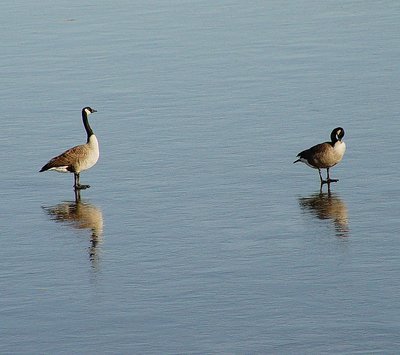 Goose Skates