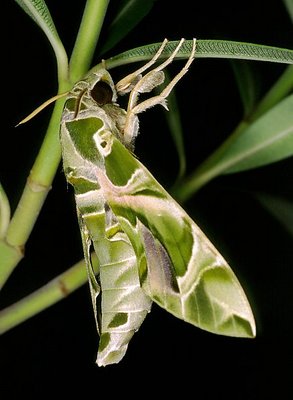 Hawk-moth