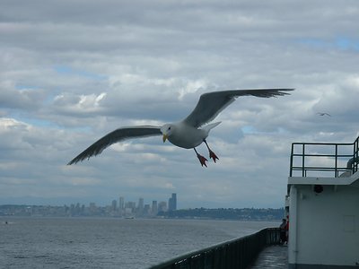 Ferry Seagull