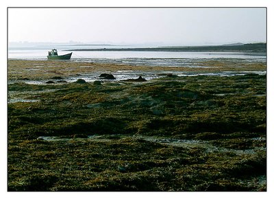 Low tide on Golfe du Morbihan II