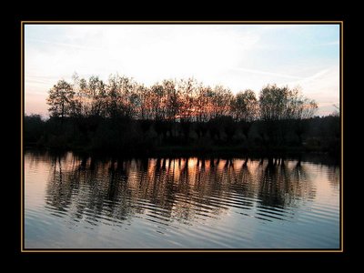 Trees in Refelection