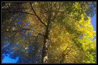 Autumn Tree