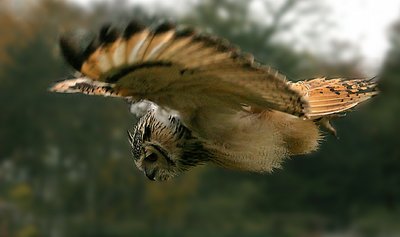 Owl hunting