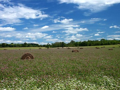 pasture