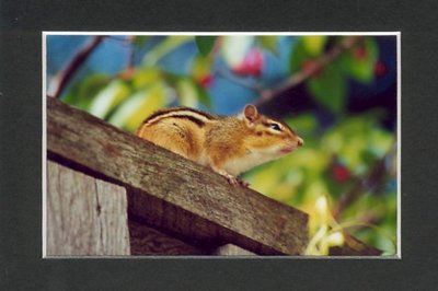 Chipmunk