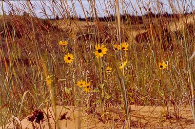 Desert Flowers