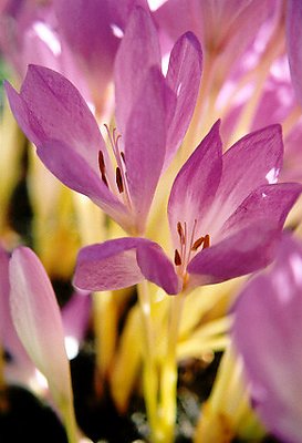 Fall Crocus