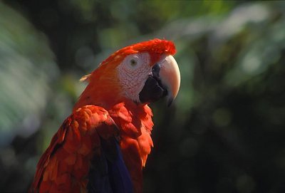 Macaw