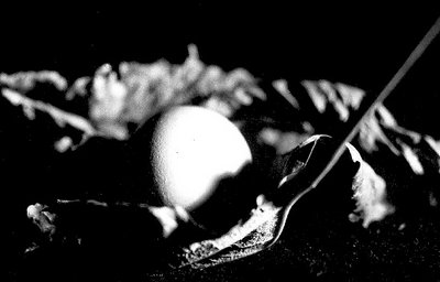 the dark egg