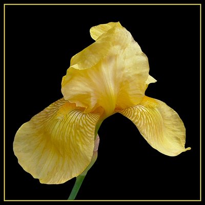 Golden Iris - Elspeth's Garden