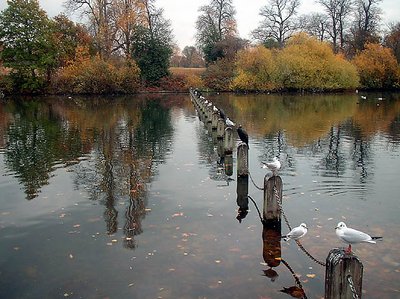 Birds in waiting