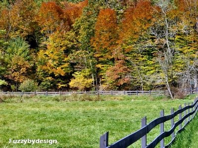 Fall Fenceline