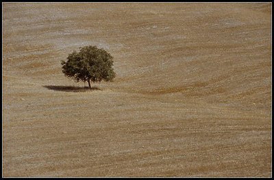 Tuscany Landscape #2